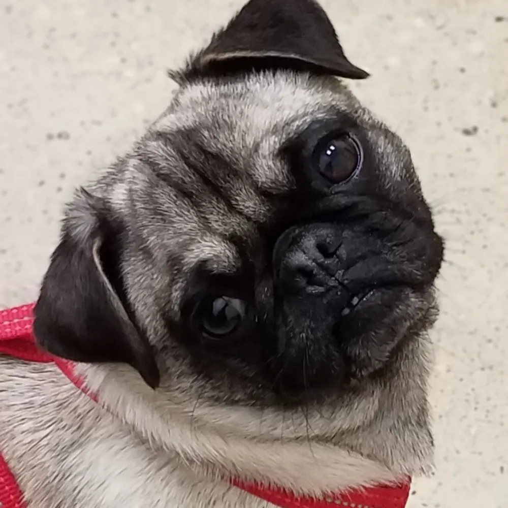 pugperson.bsky.social's profile picture