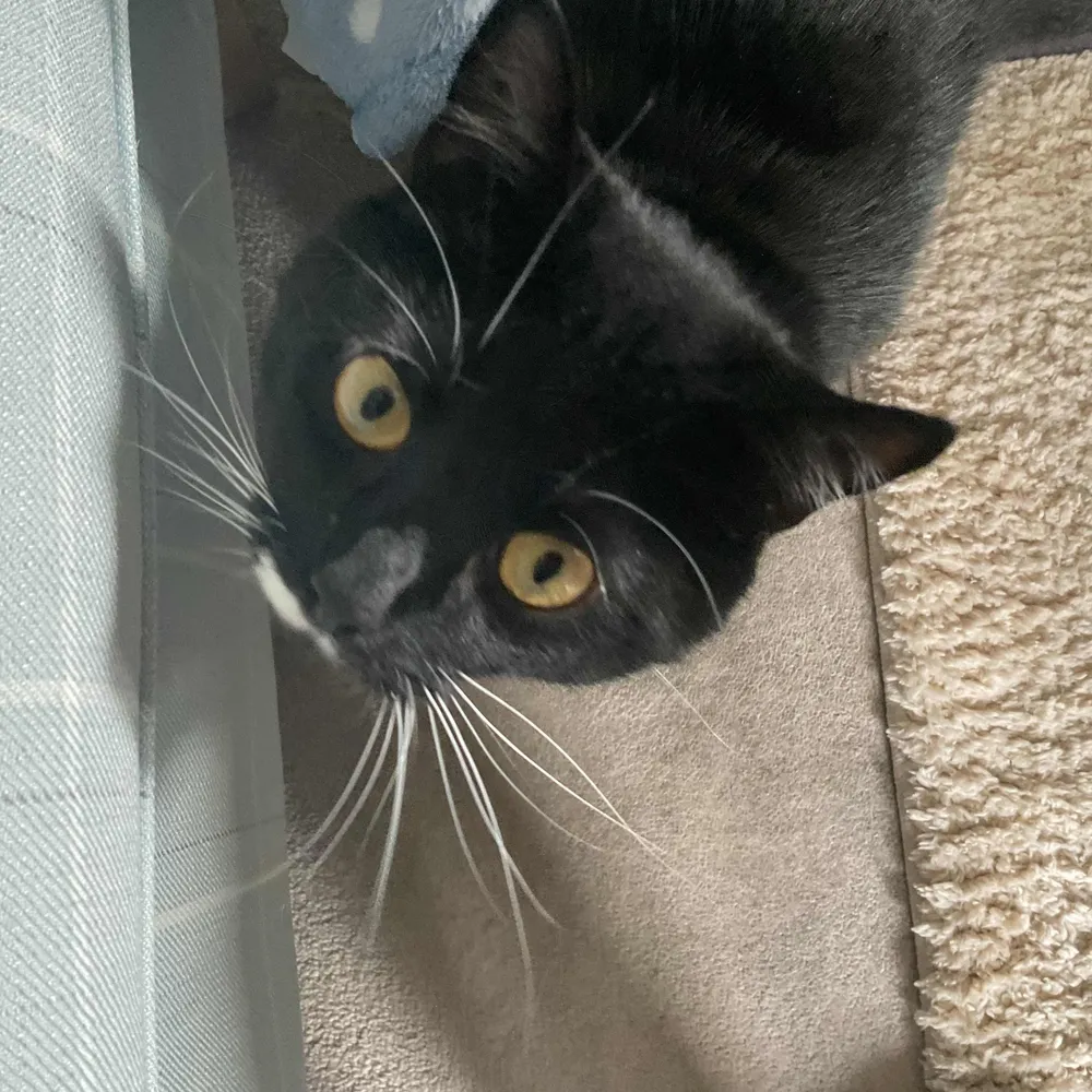 sharondavis.bsky.social's profile picture