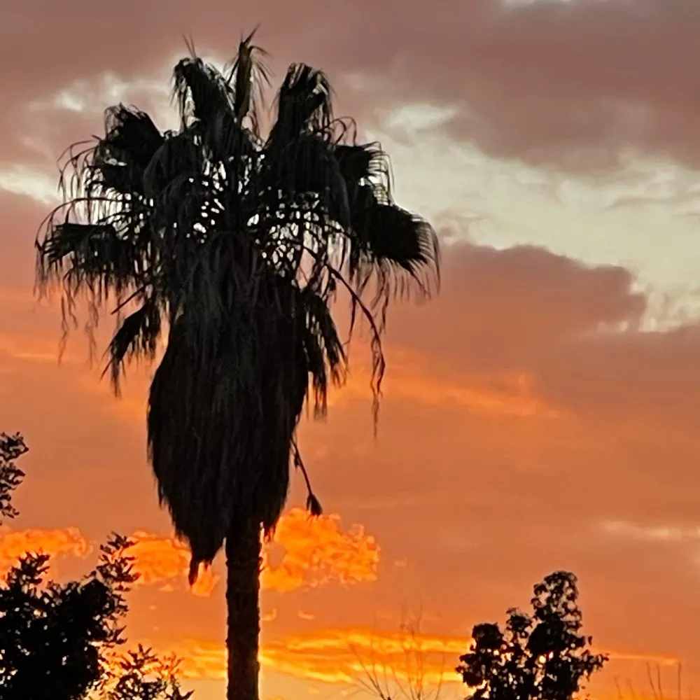 goldring.bsky.social's profile picture