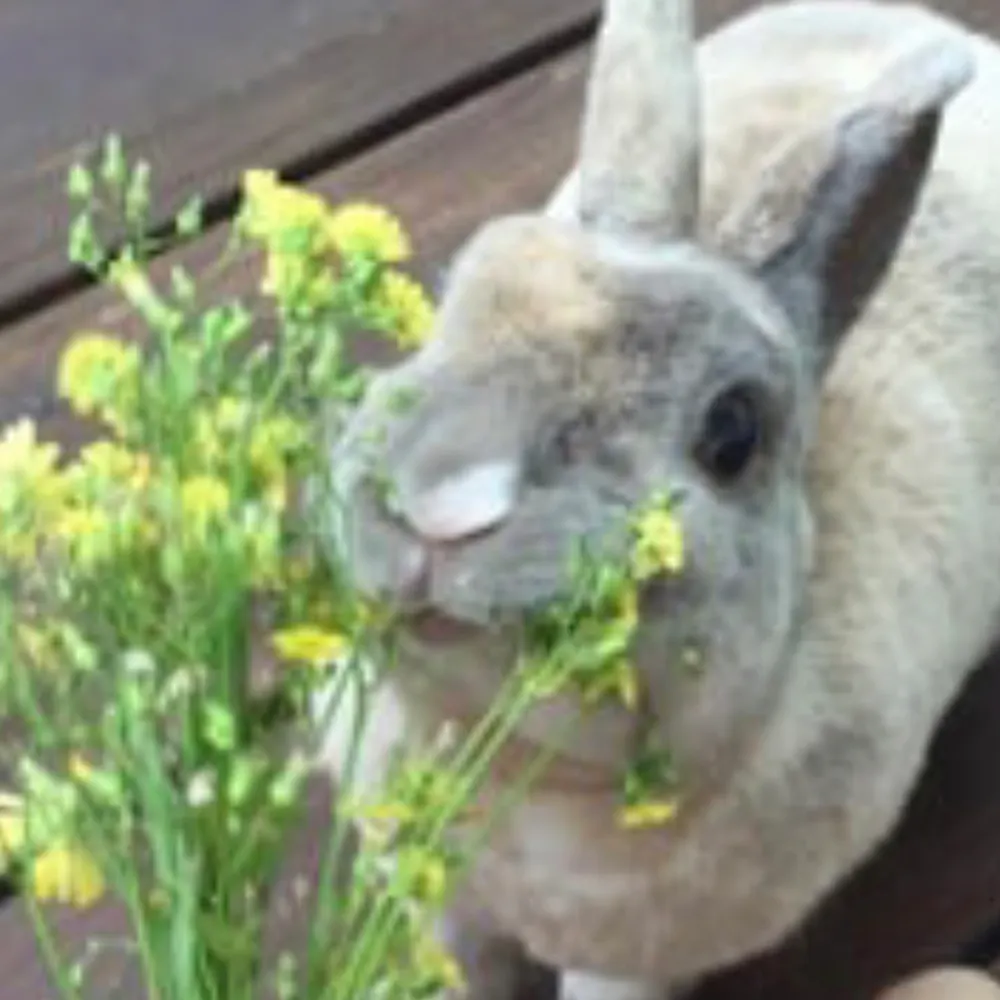 peteclove.bsky.social's profile picture