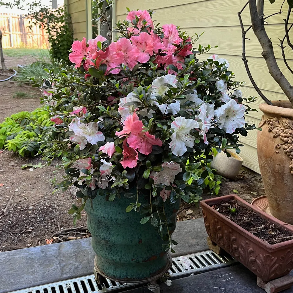 sdnca.bsky.social's profile picture