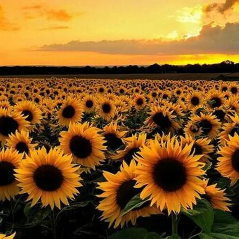 isleinthestorm.bsky.social's profile picture