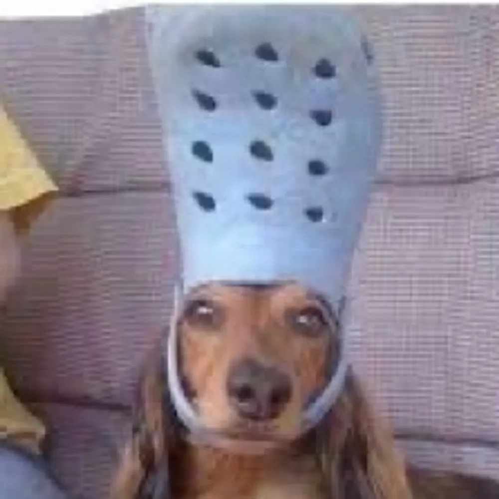 brentwoodgus.bsky.social's profile picture