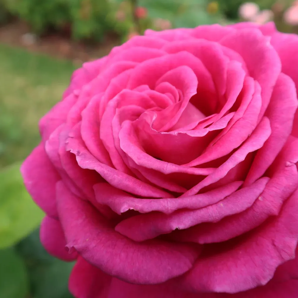 merrittkelly1.bsky.social's profile picture