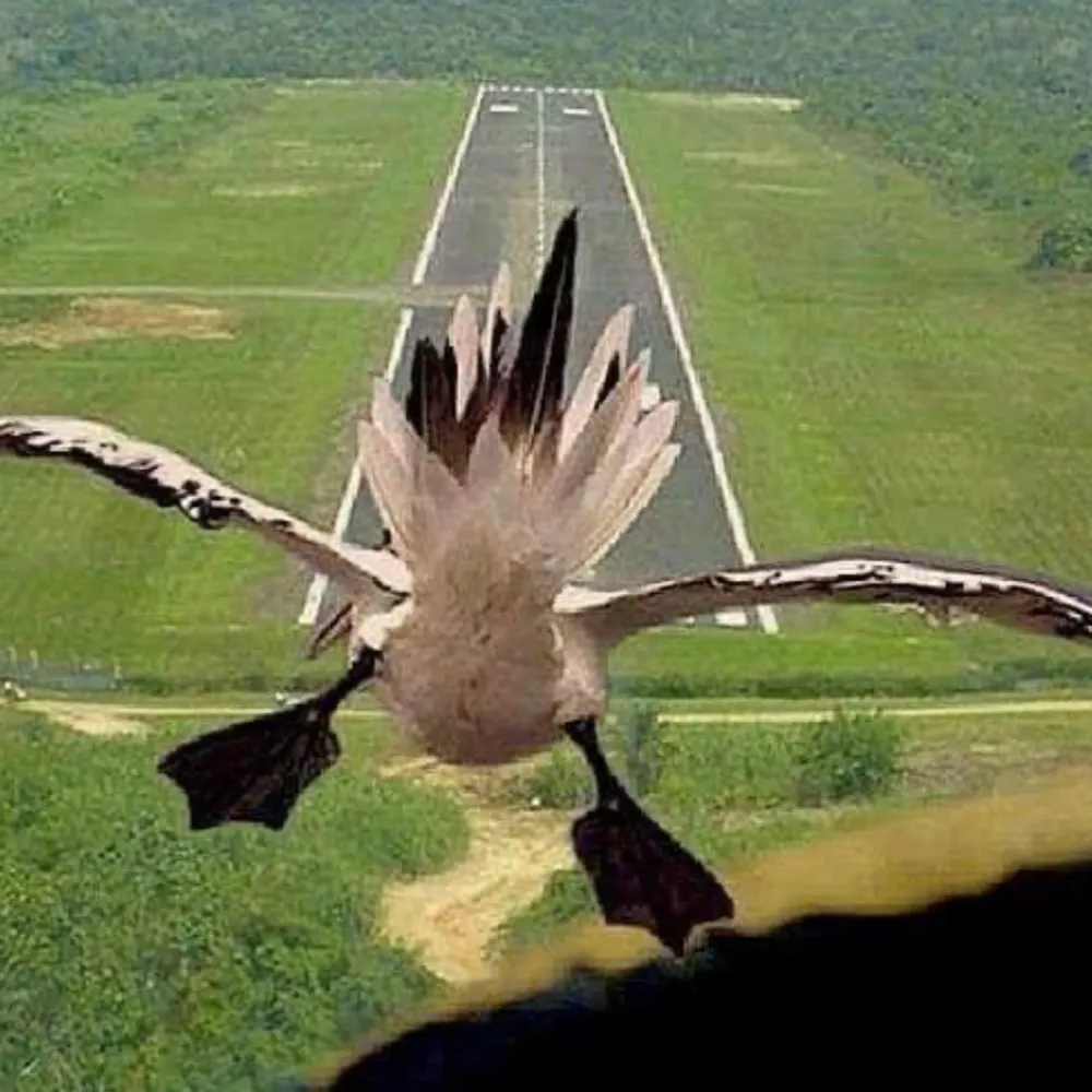 orblueduck.bsky.social's profile picture