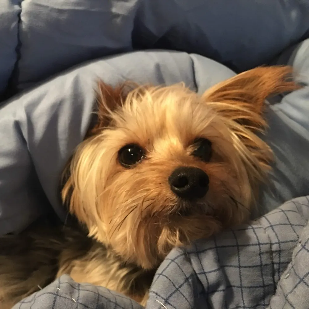 coolhoosierdad.bsky.social's profile picture