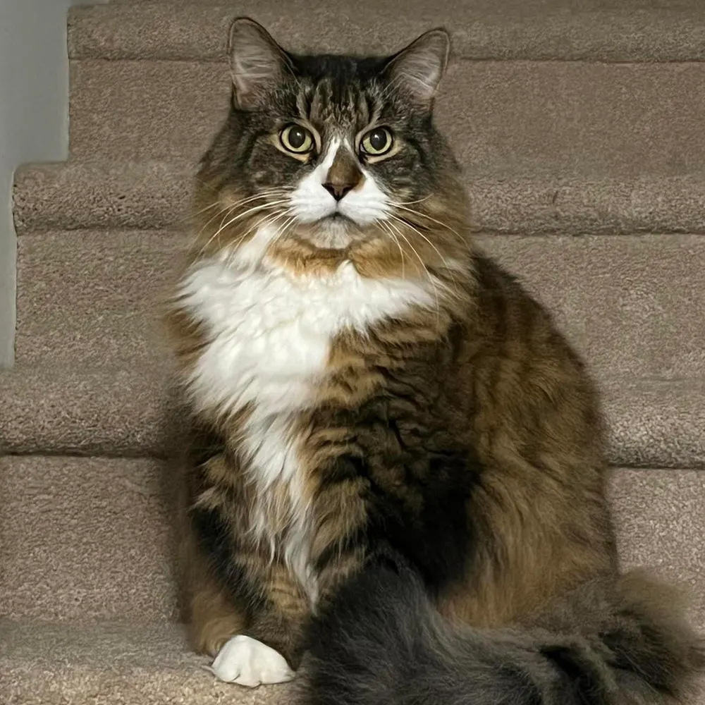 moonpiecat.bsky.social's profile picture