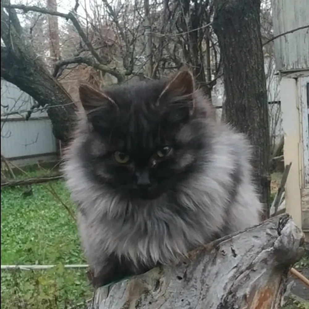 kyivcats.bsky.social's profile picture