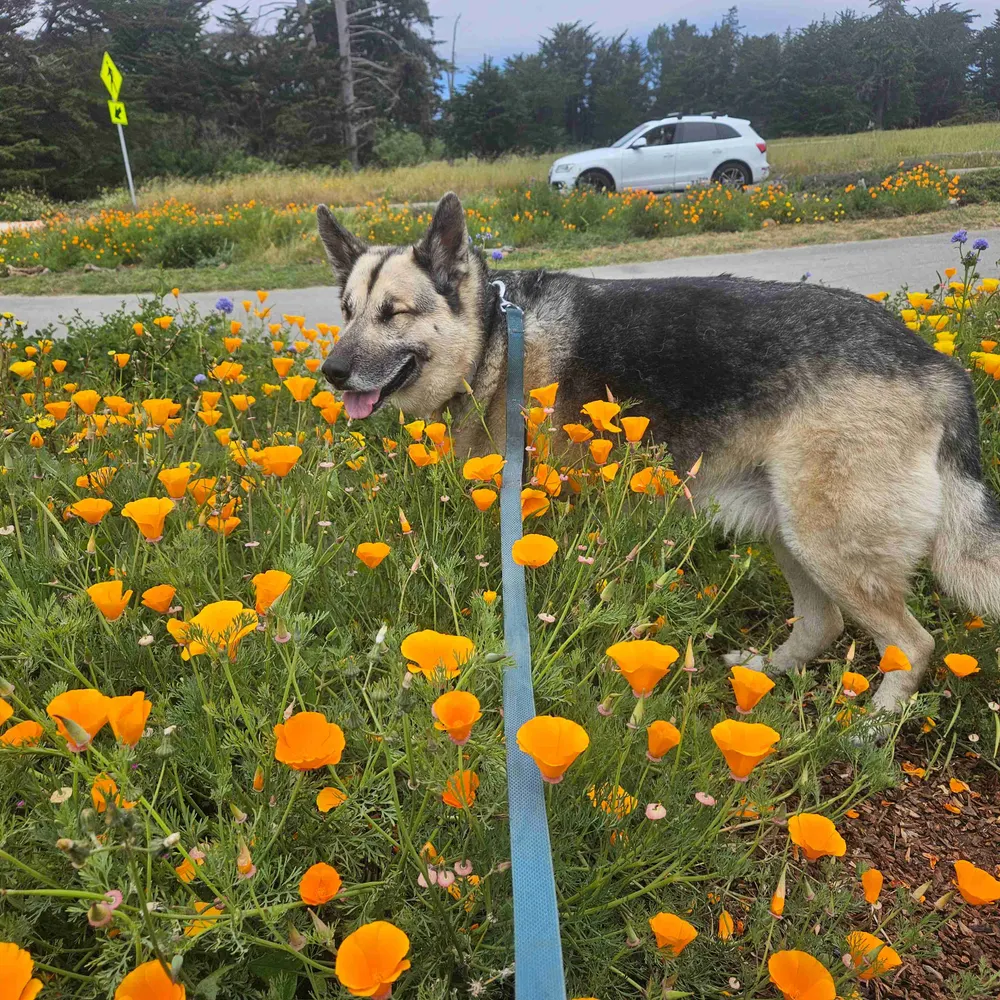 pragmaticpolitic.bsky.social's profile picture