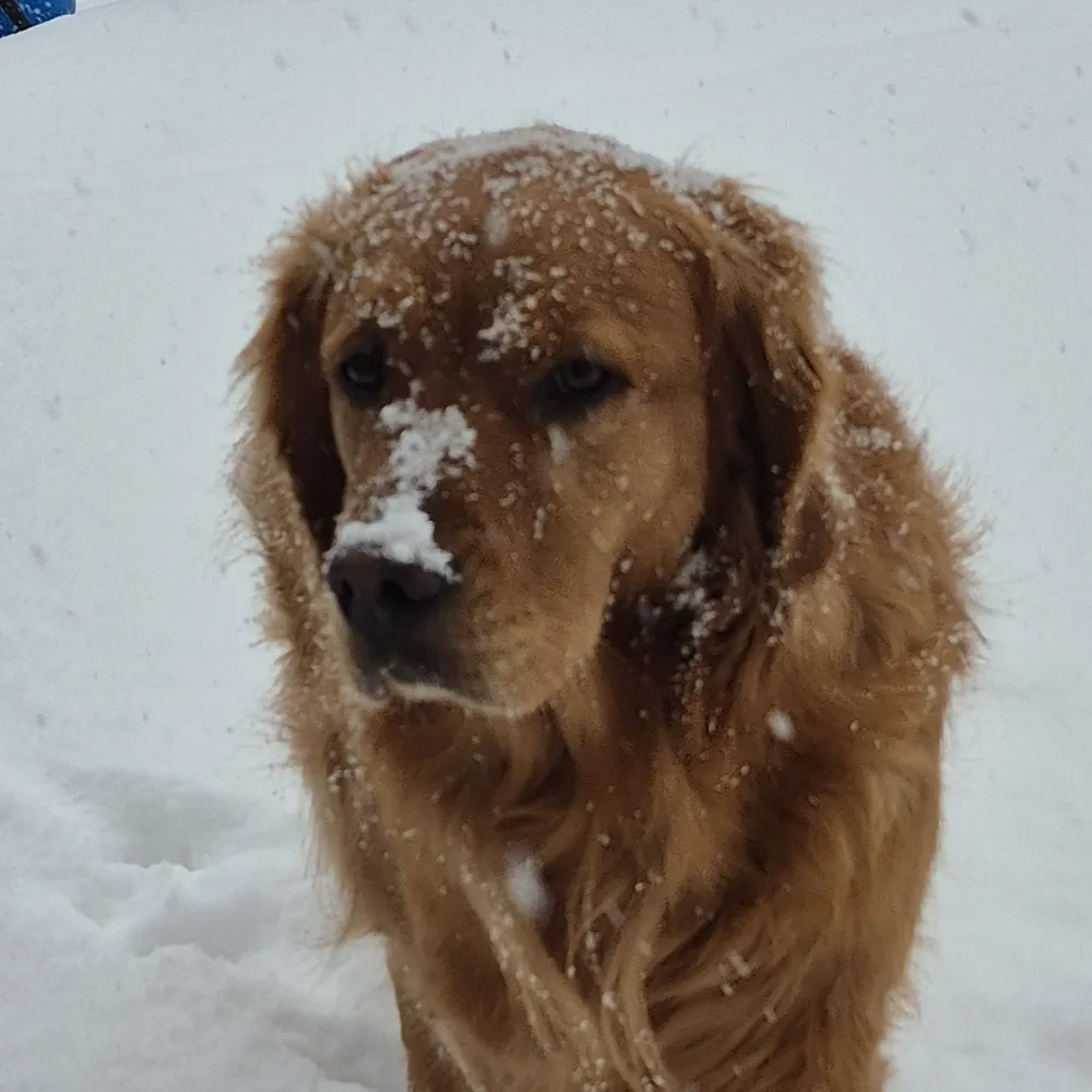 bgolden2.bsky.social's profile picture