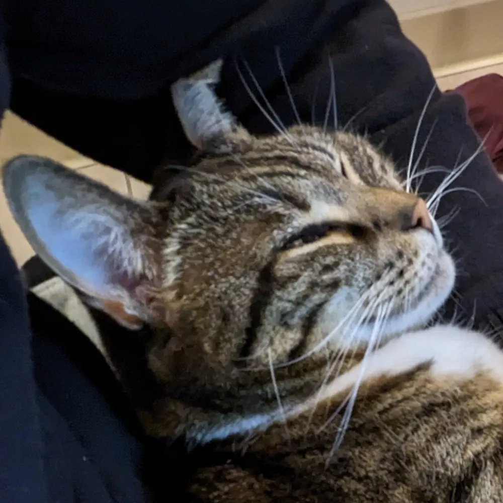 fzzbt.bsky.social's profile picture