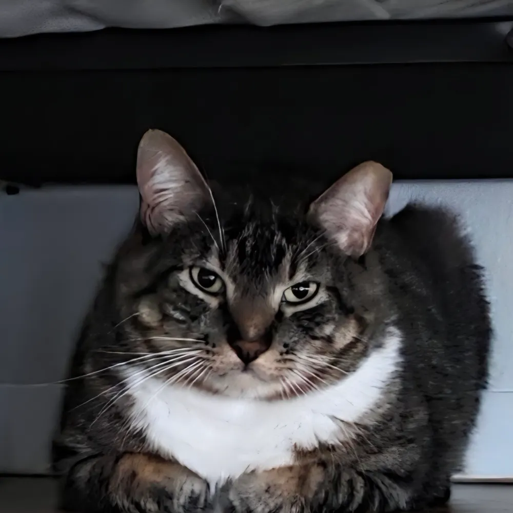 0ldlady.bsky.social's profile picture