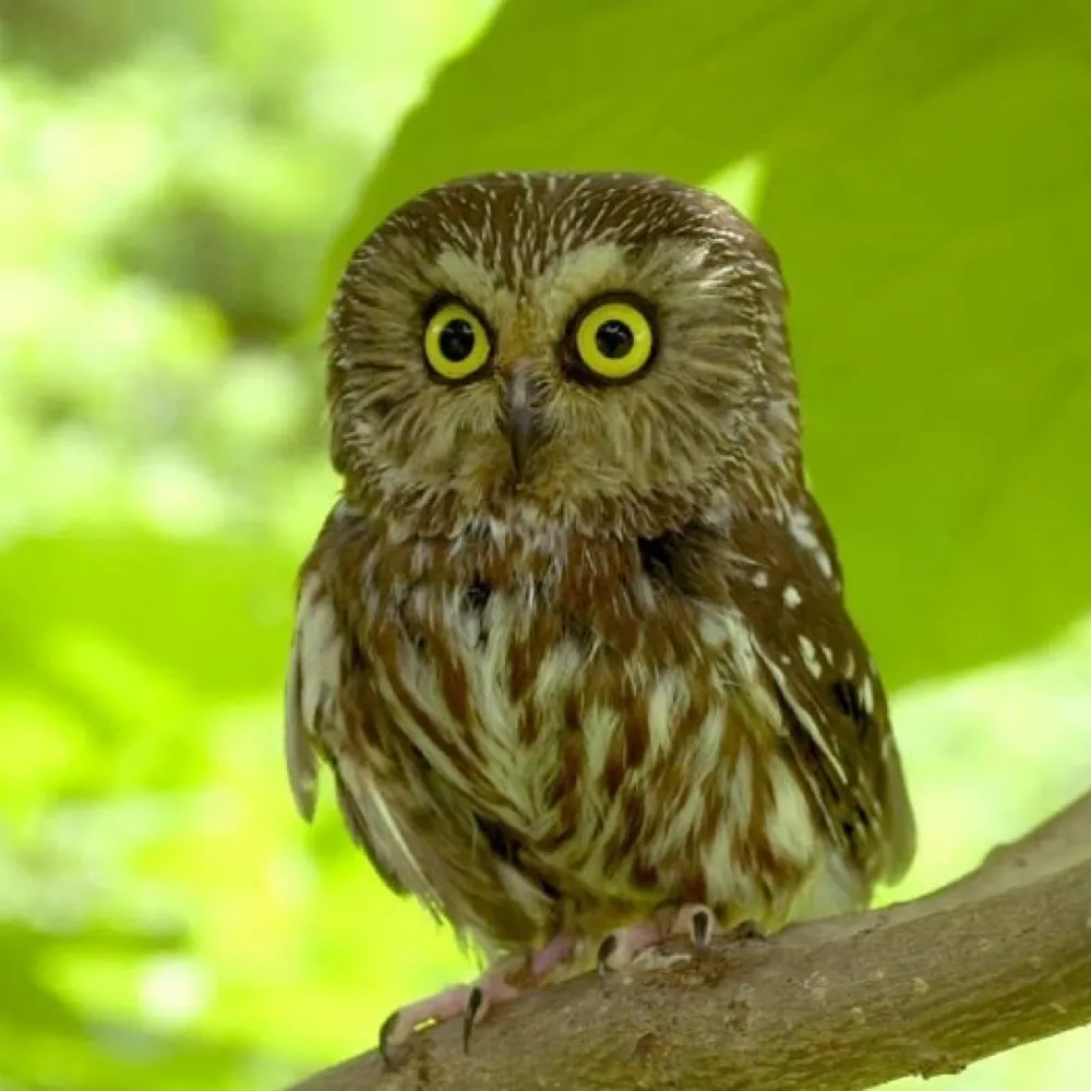 sdflaherty.bsky.social's profile picture