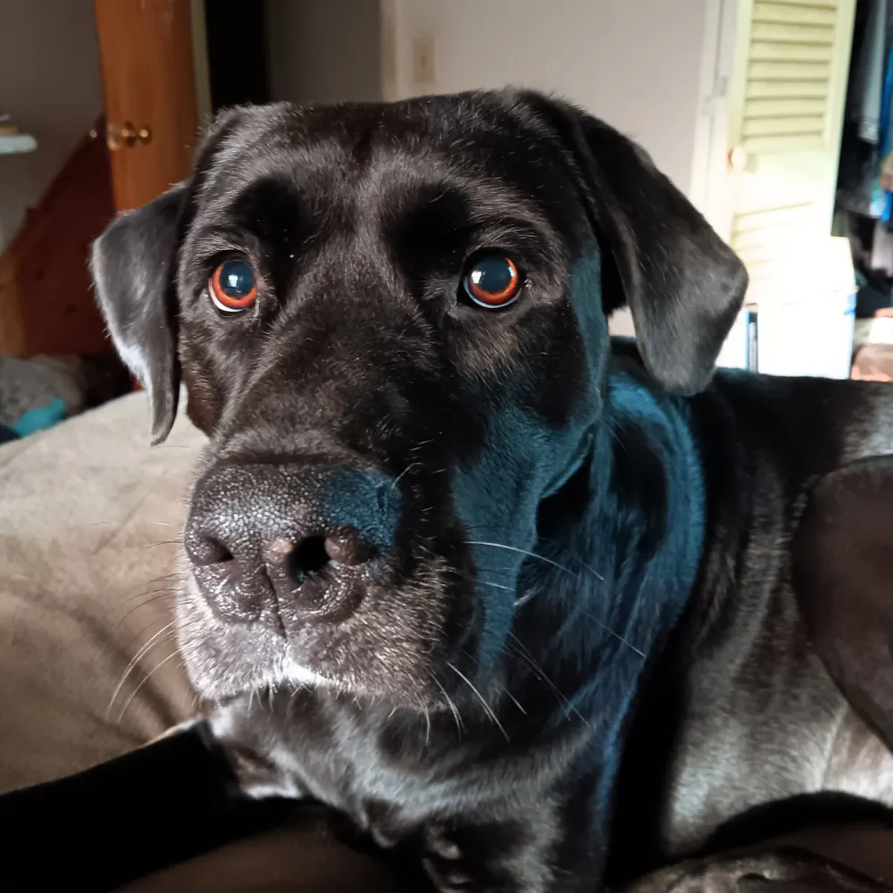 saint-did.bsky.social's profile picture