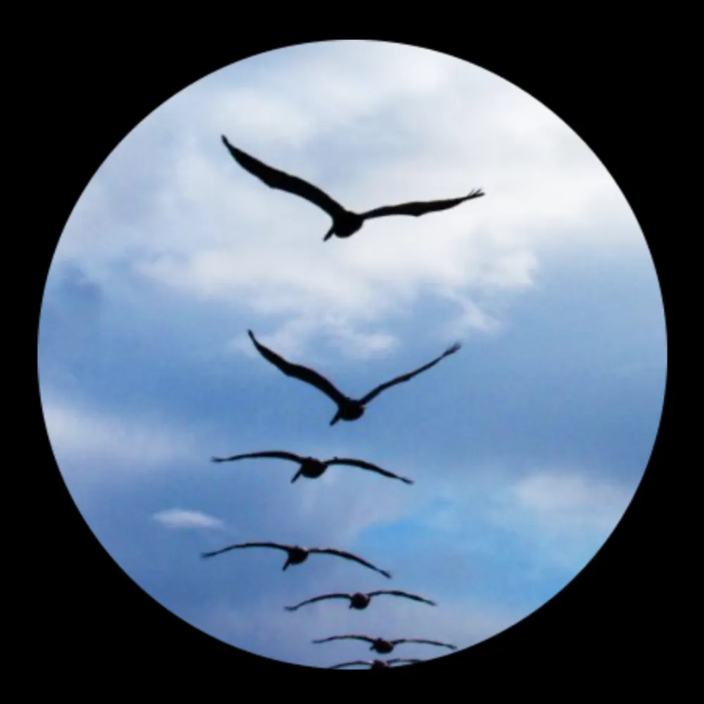 spek-music.bsky.social's profile picture