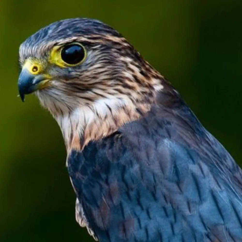 rivertalesien.myatproto.social's profile picture