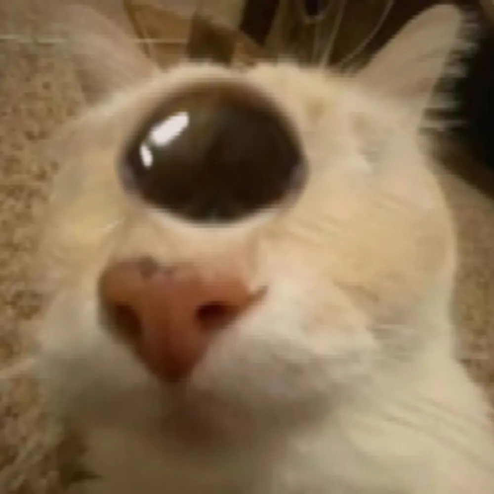 cathis.bsky.social's profile picture