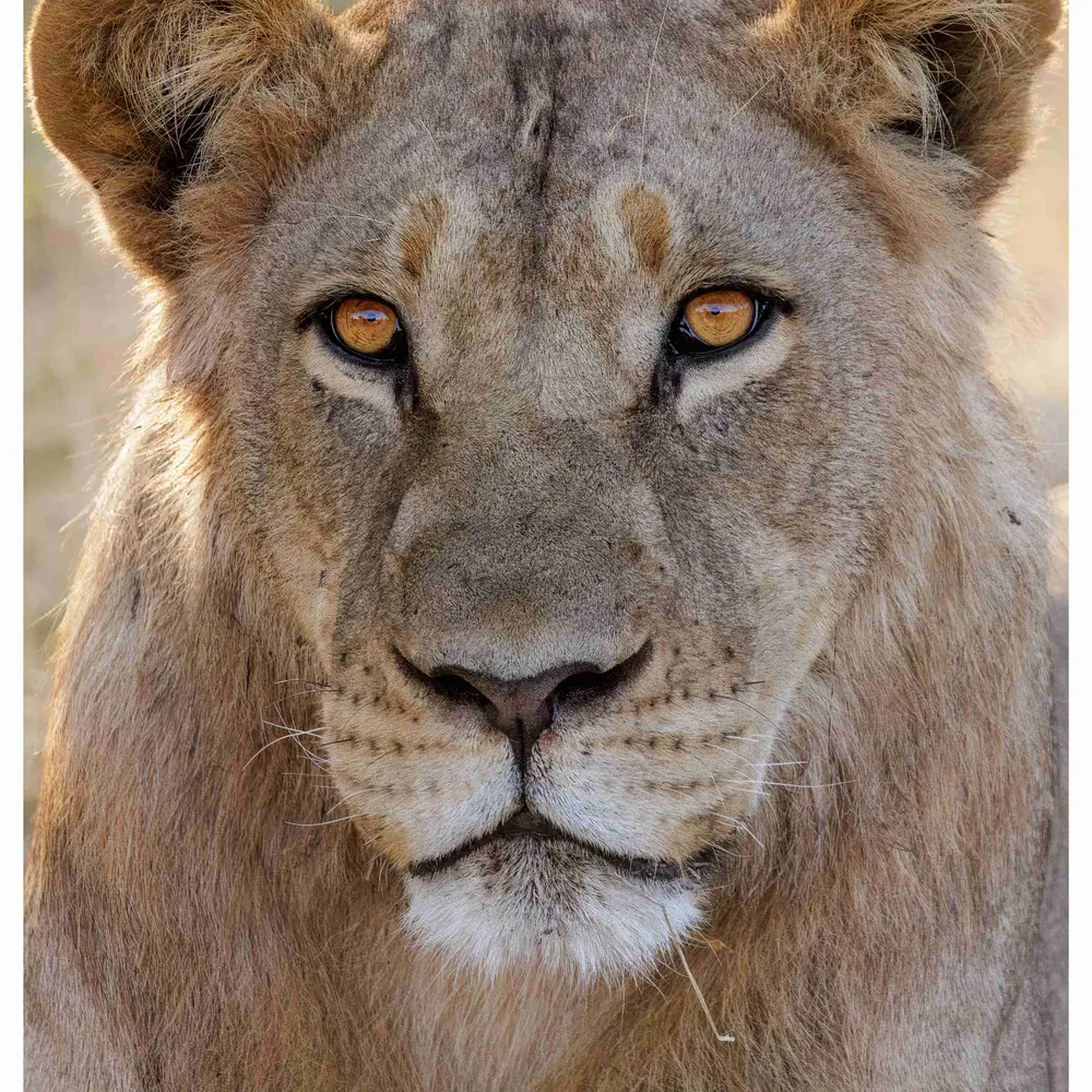 bestwildlifephotos.bsky.social's profile picture