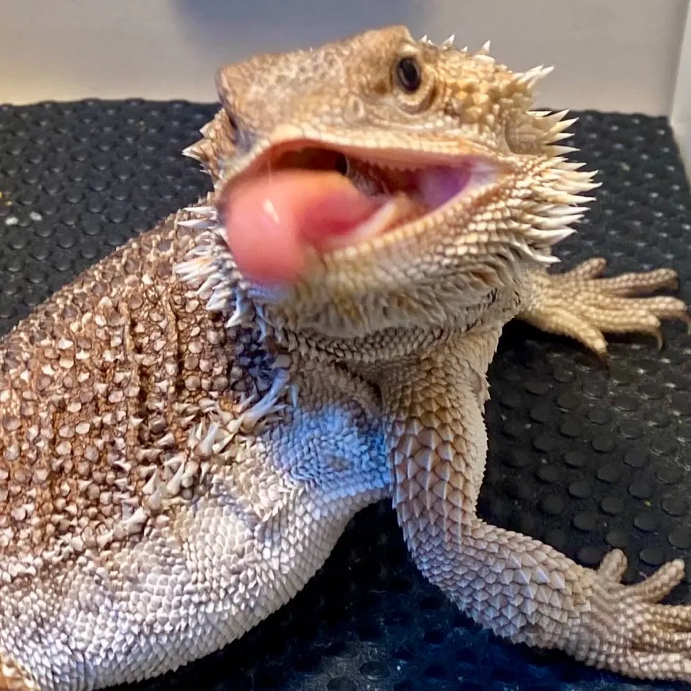 feralbutfriendly.bsky.social's profile picture