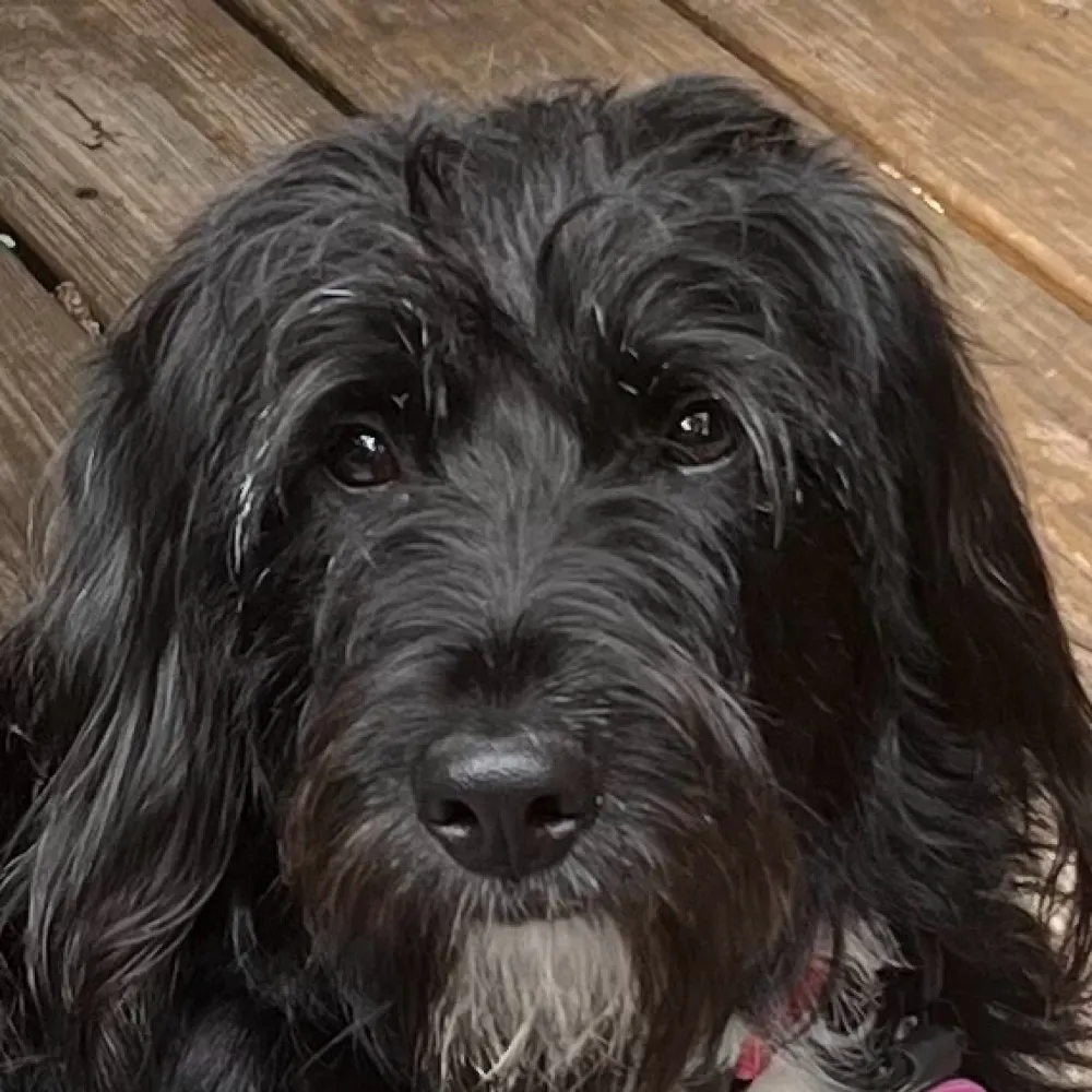 chewbac.bsky.social's profile picture