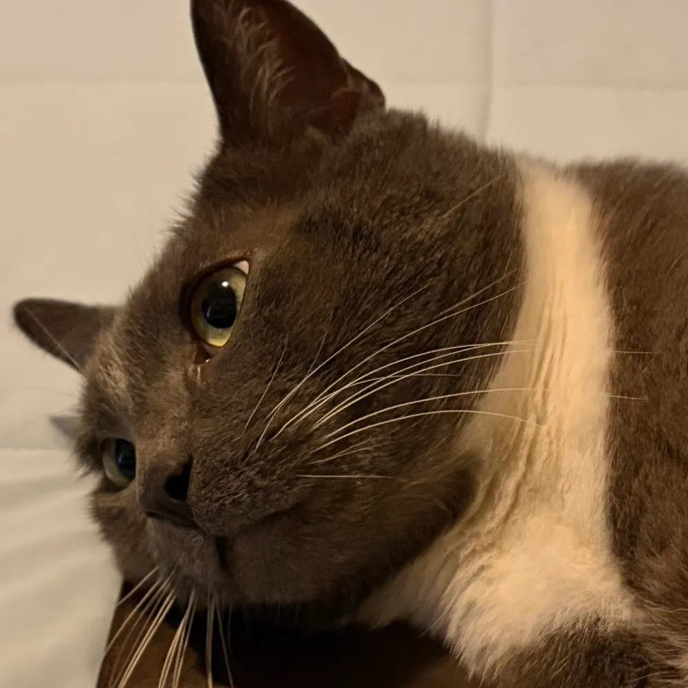 brrrrrunette.bsky.social's profile picture