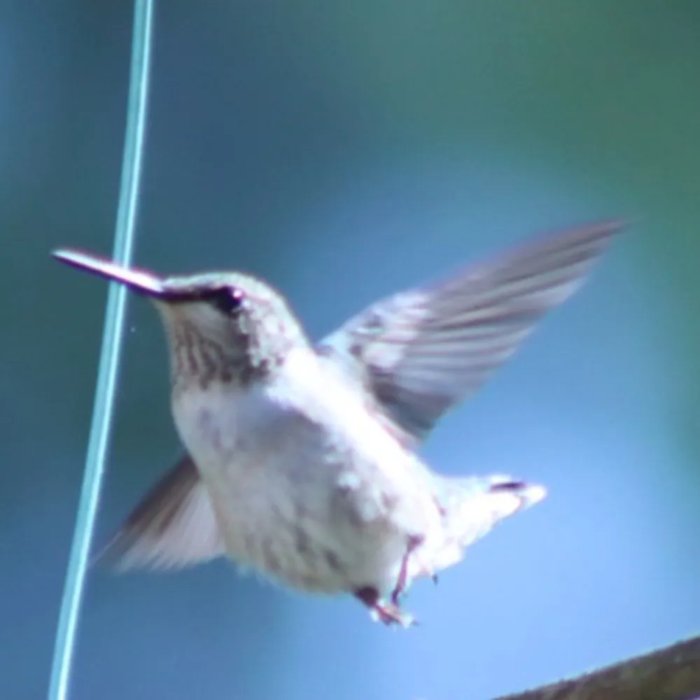 drdogma.bsky.social's profile picture