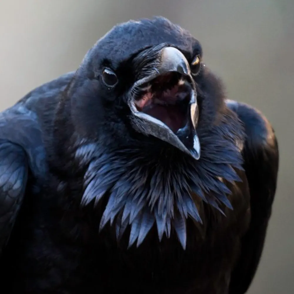 solothurn.bsky.social's profile picture