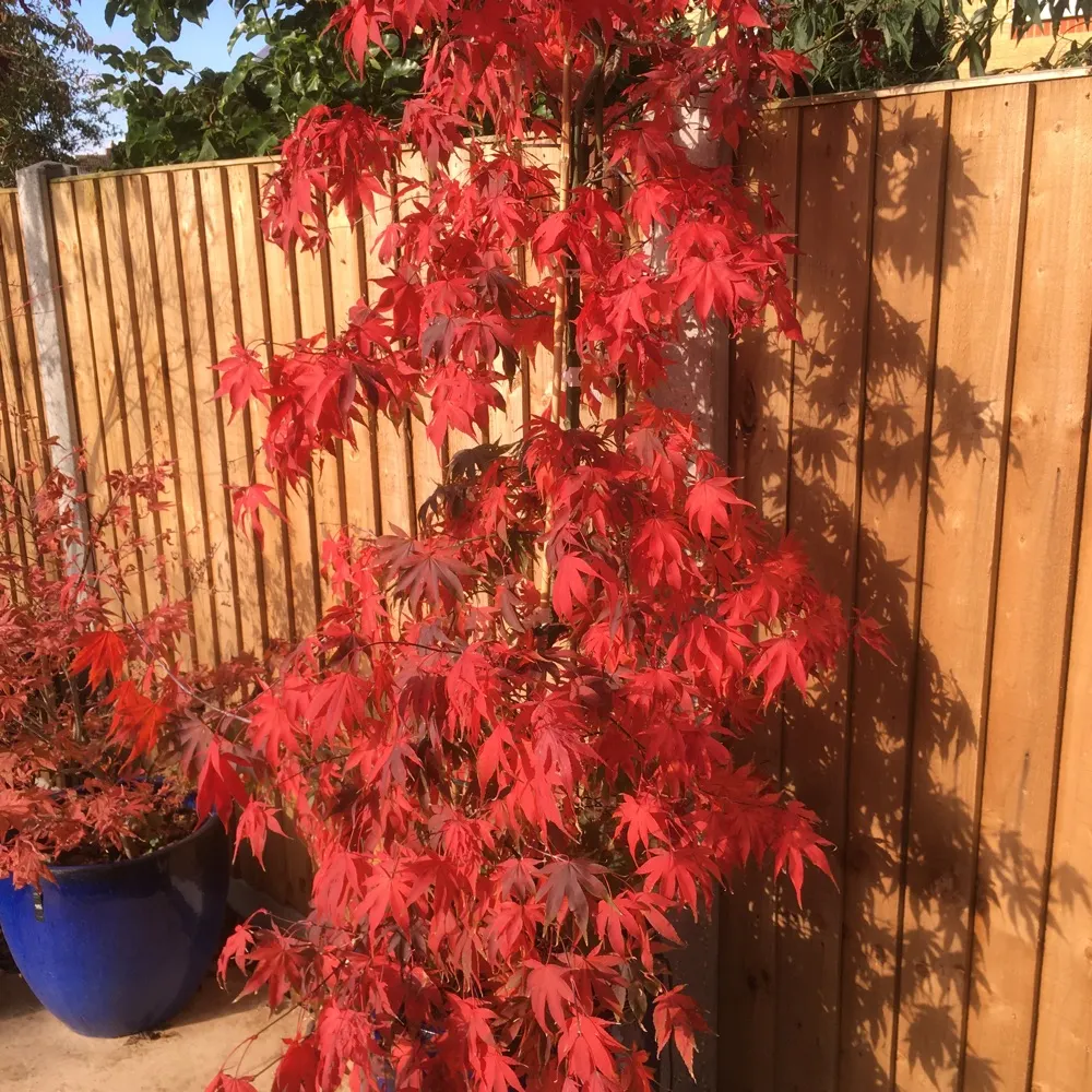 listeningmainly.bsky.social's profile picture