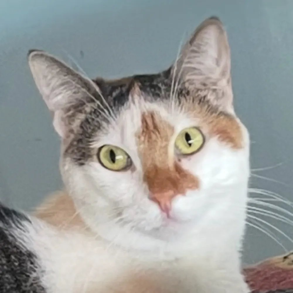 auntyleilani.bsky.social's profile picture