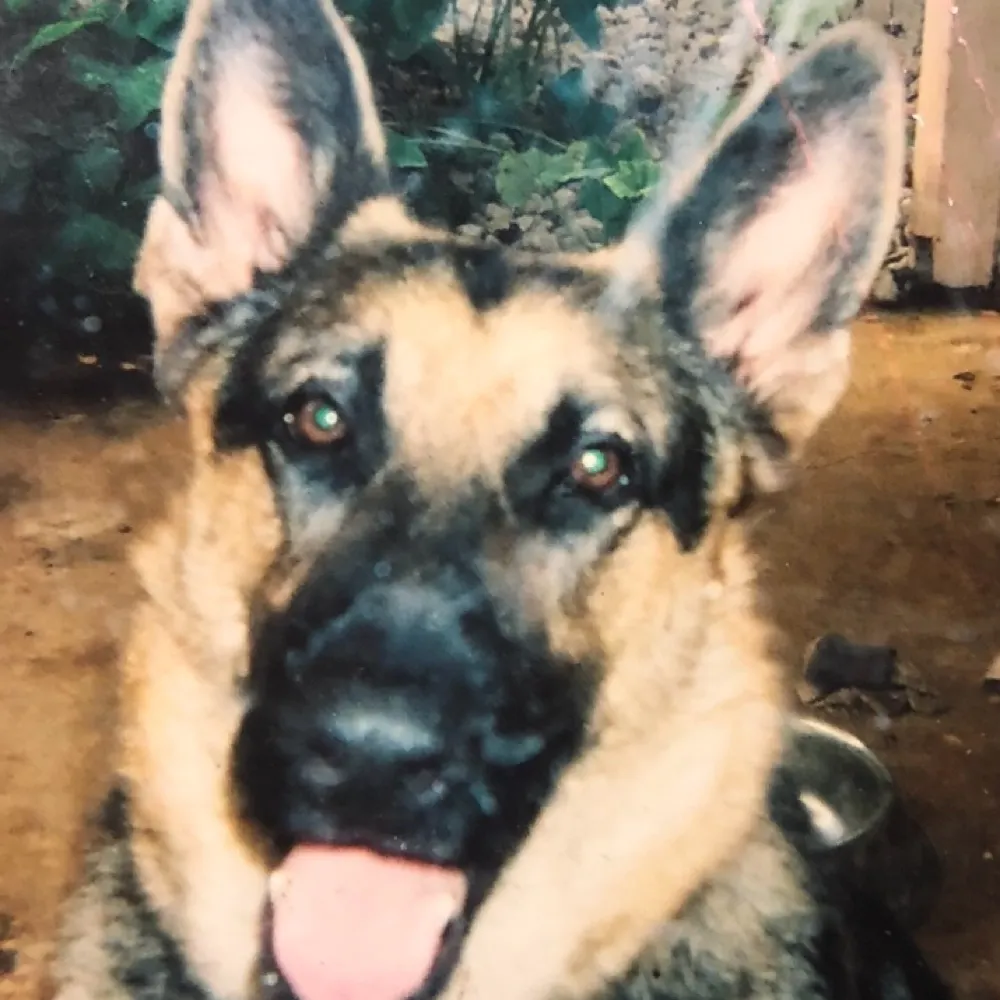 spurfaninsa.bsky.social's profile picture