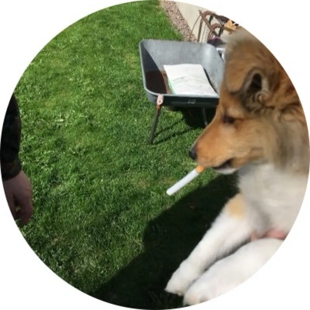 drestvall.bsky.social's profile picture