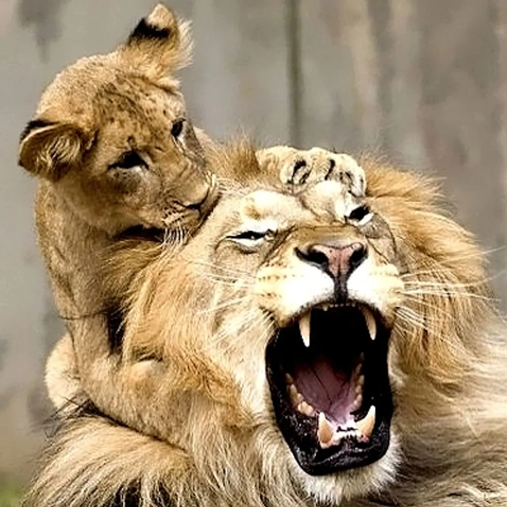 fiercefeline.bsky.social's profile picture