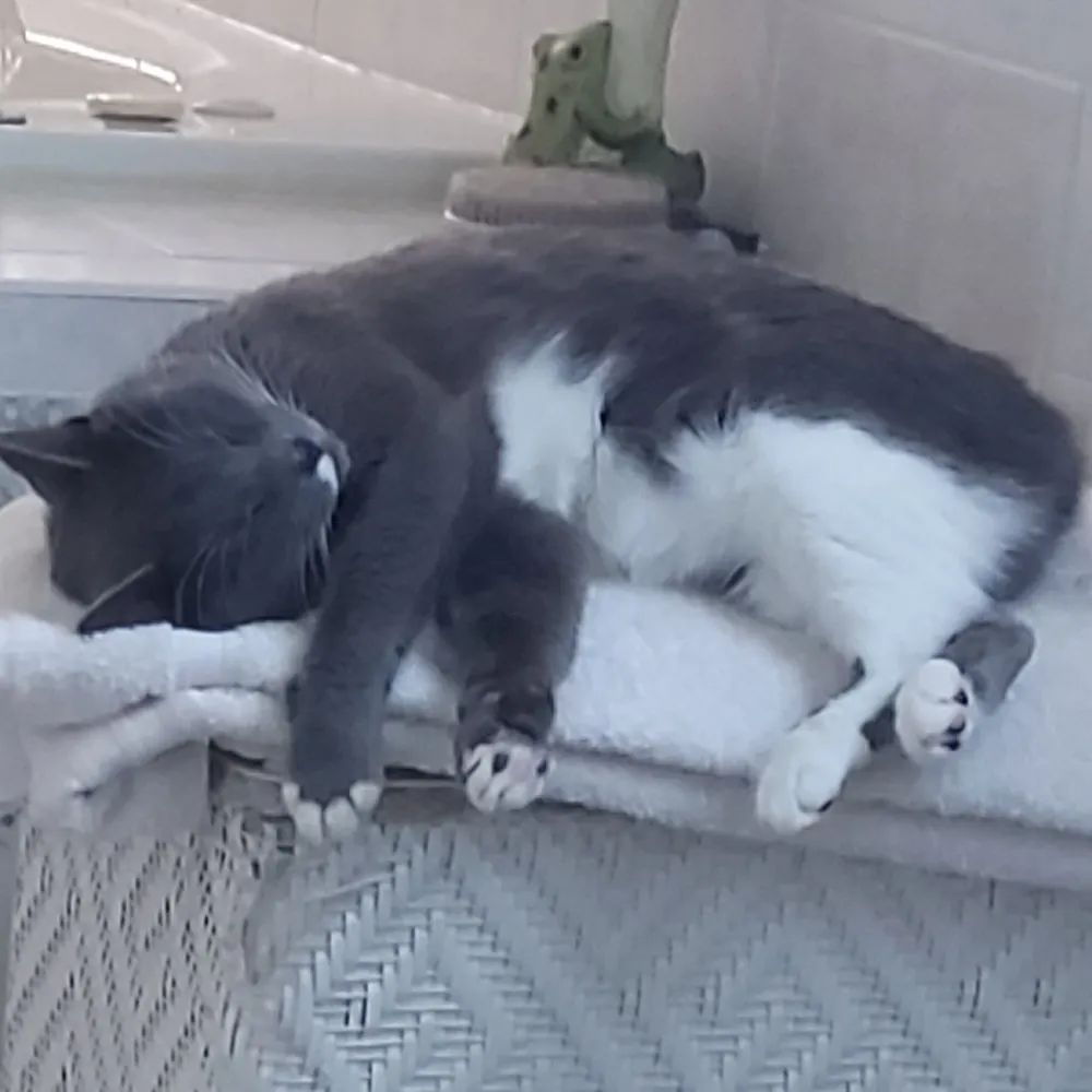 catdumor.bsky.social's profile picture