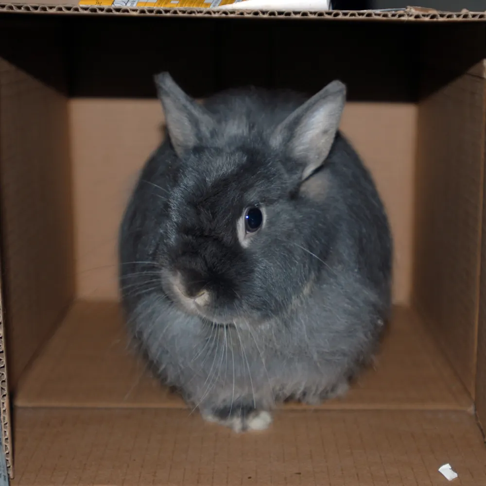 demonpoofball.bsky.social's profile picture