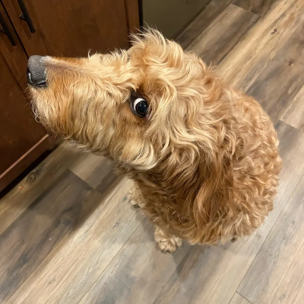 daveneste.bsky.social's profile picture