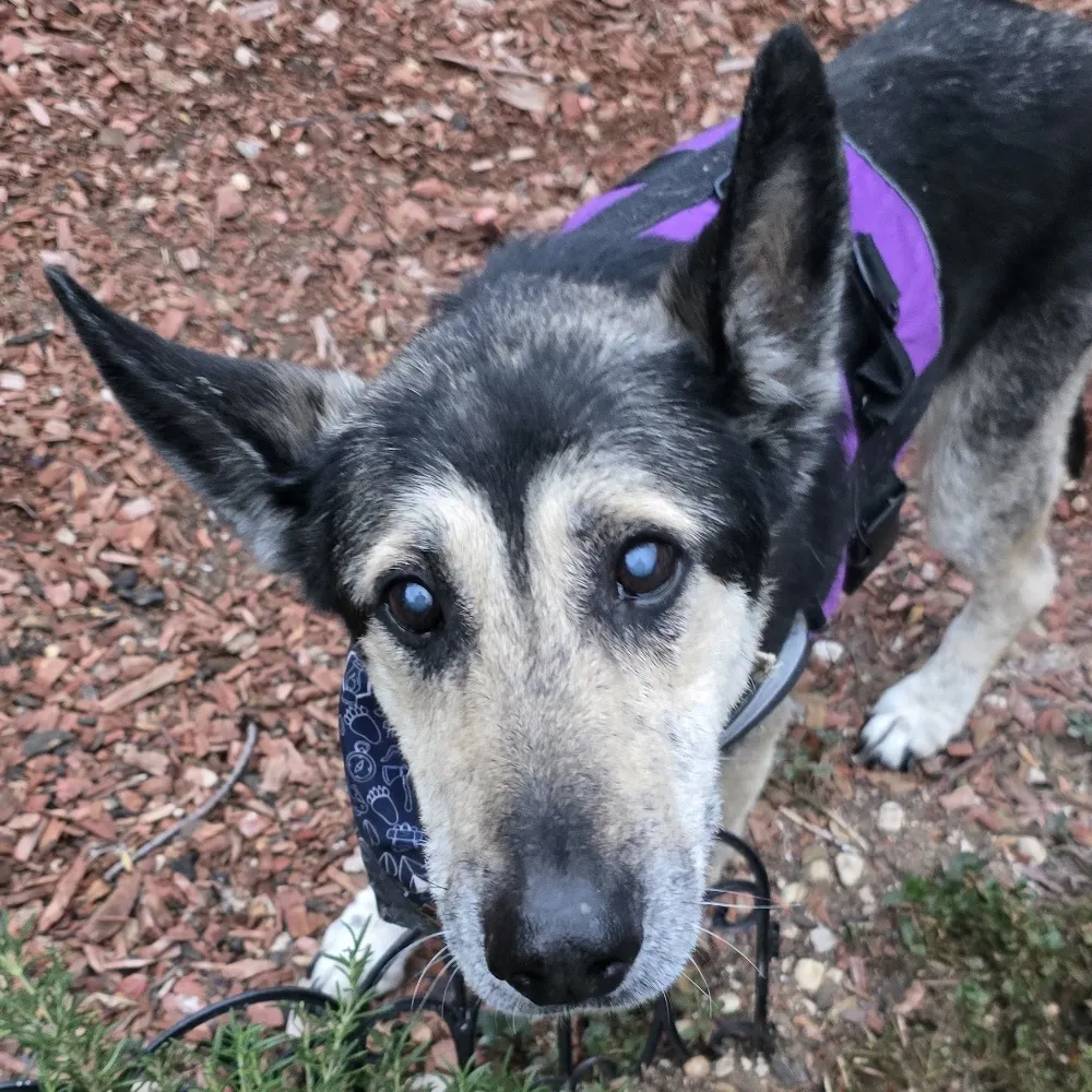 moosewind.bsky.social's profile picture