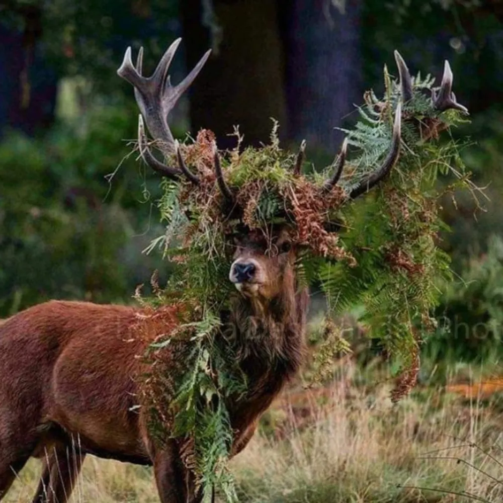 fionnuisce.bsky.social's profile picture