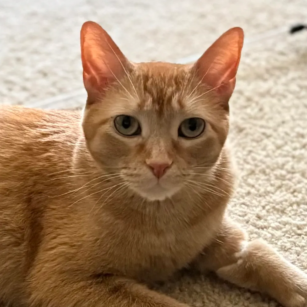 madlymyself.bsky.social's profile picture