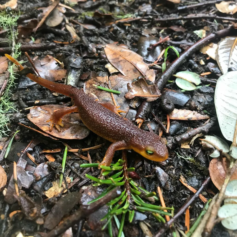 newtsnaturethings.bsky.social's profile picture