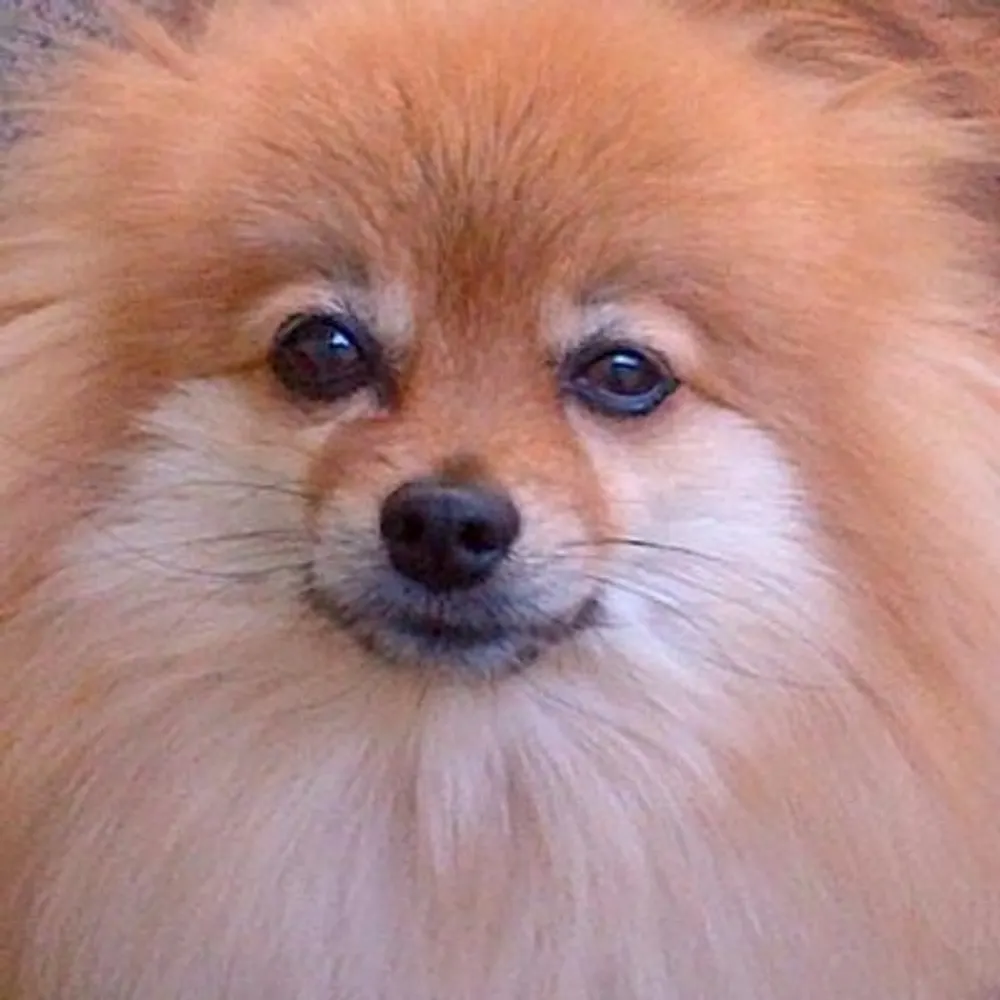 somethingmanzo.bsky.social's profile picture