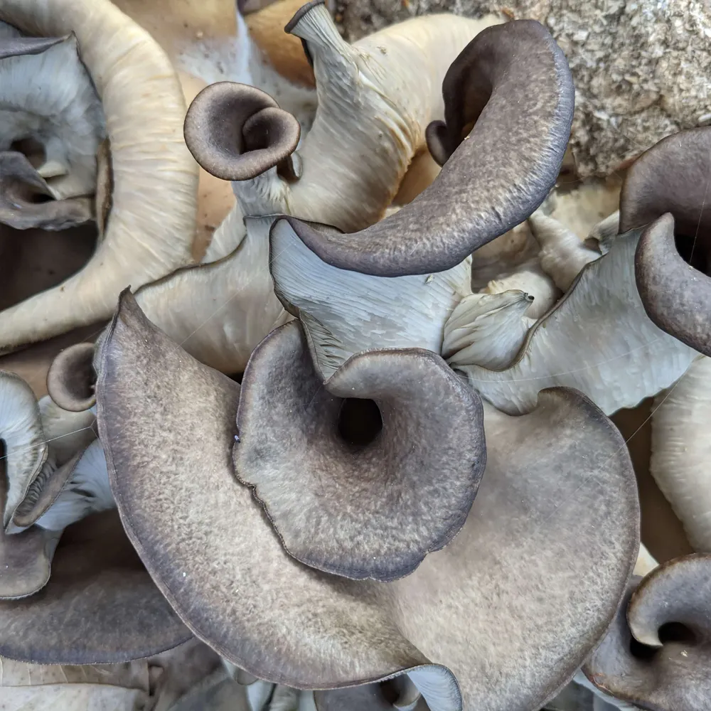 thesebees.bsky.social's profile picture