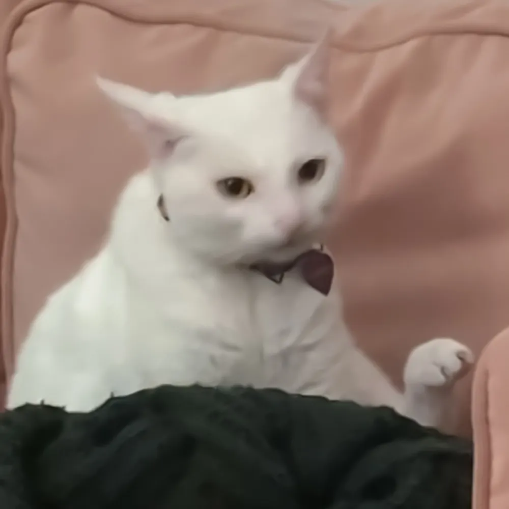 piss.plus's profile picture