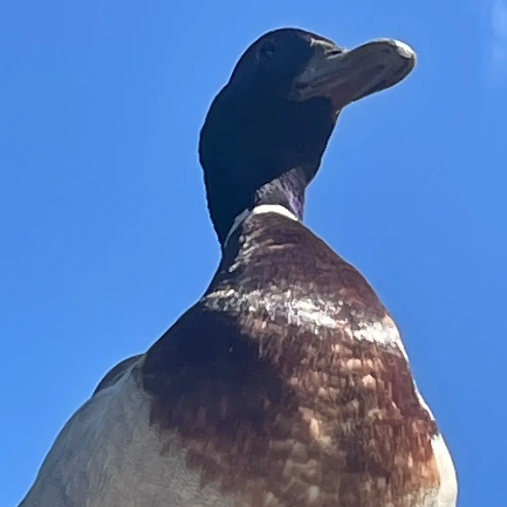 theduckman.bsky.social's profile picture