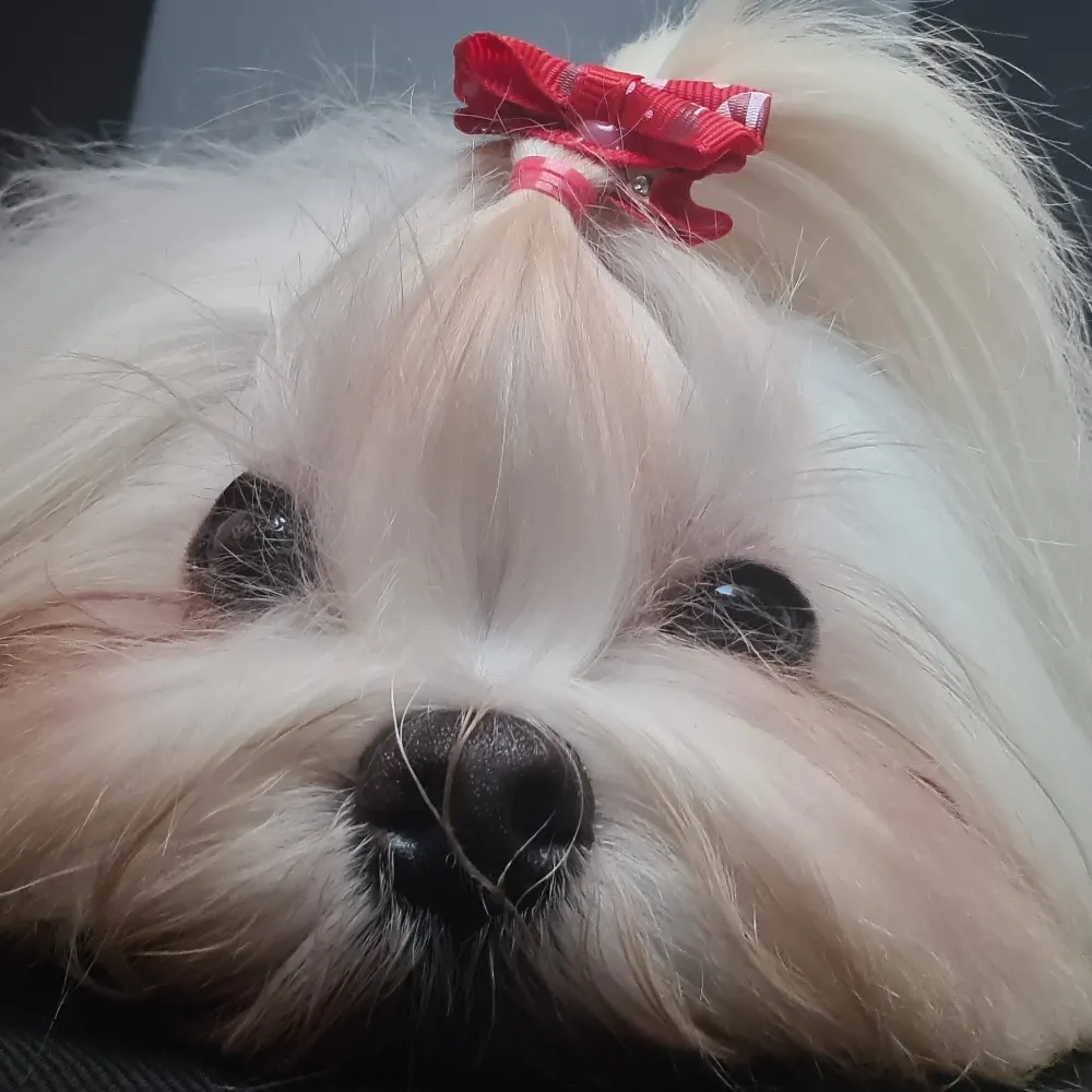 isayporter.bsky.social's profile picture