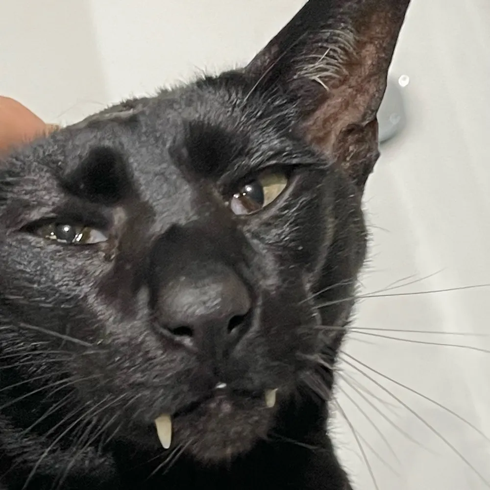 gizzyv.bsky.social's profile picture