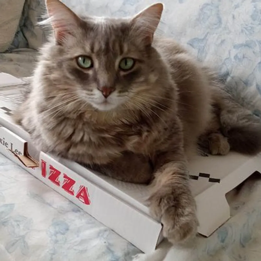 teddiesage.bsky.social's profile picture