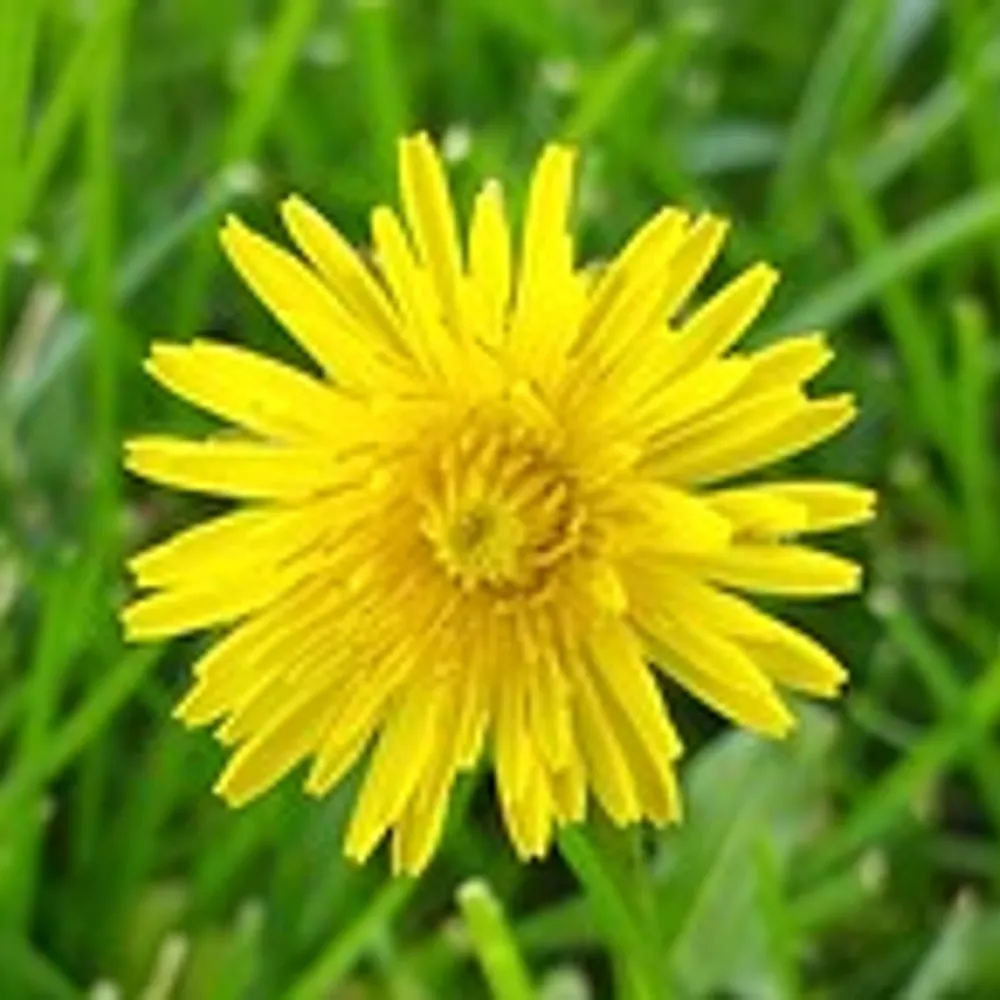 onedandelion.bsky.social's profile picture