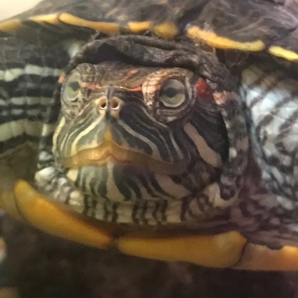turtlemom4.bsky.social's profile picture