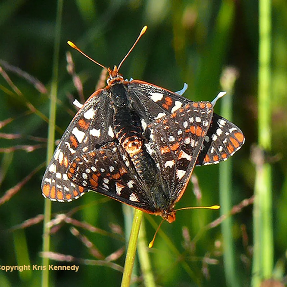 pachyaena.bsky.social's profile picture