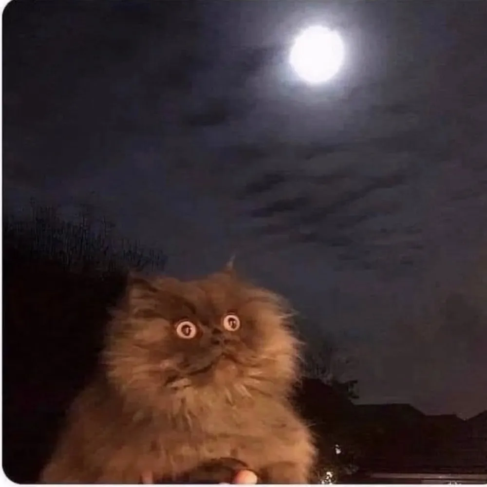 muzicjunky.bsky.social's profile picture